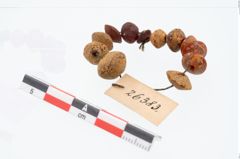 Foto von Perlenkette (NHMW-PRAE-026383)